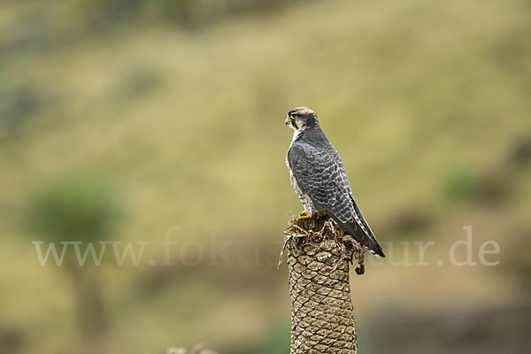 Lannerfalke sspec.2 (Falco biarmicus abyssinicus)