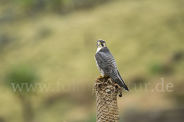 Lannerfalke sspec.2 (Falco biarmicus abyssinicus)