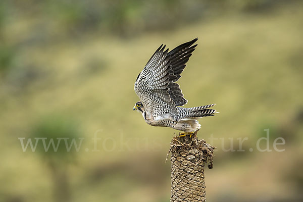 Lannerfalke sspec.2 (Falco biarmicus abyssinicus)