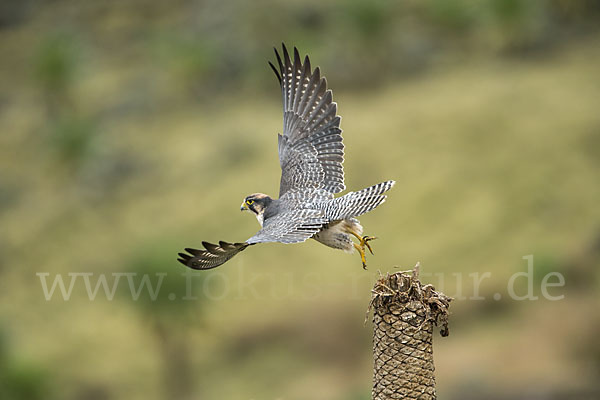 Lannerfalke sspec.2 (Falco biarmicus abyssinicus)