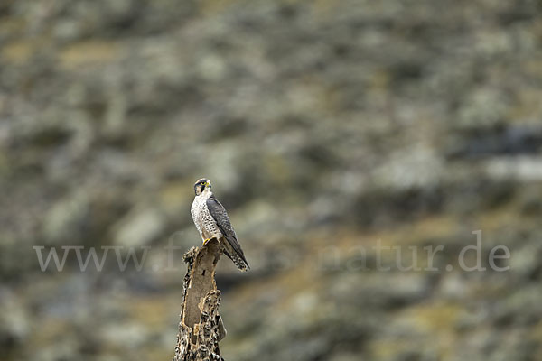 Lannerfalke sspec.2 (Falco biarmicus abyssinicus)