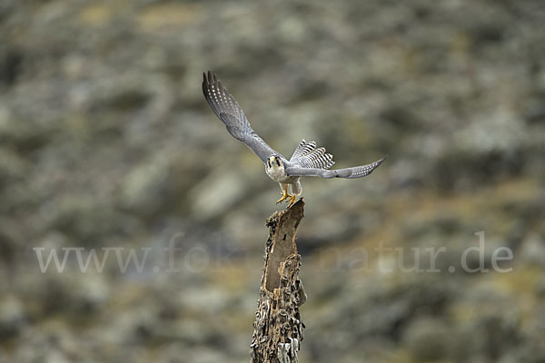 Lannerfalke sspec.2 (Falco biarmicus abyssinicus)