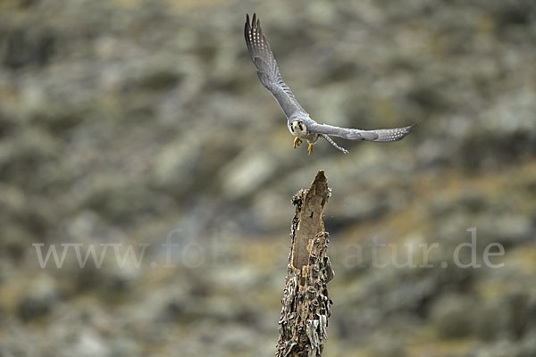 Lannerfalke sspec.2 (Falco biarmicus abyssinicus)