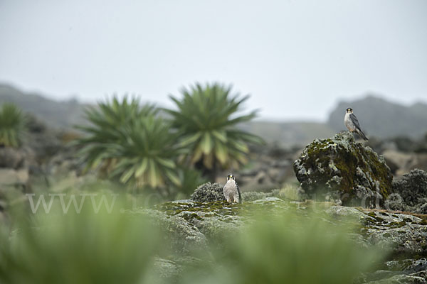 Lannerfalke sspec.2 (Falco biarmicus abyssinicus)