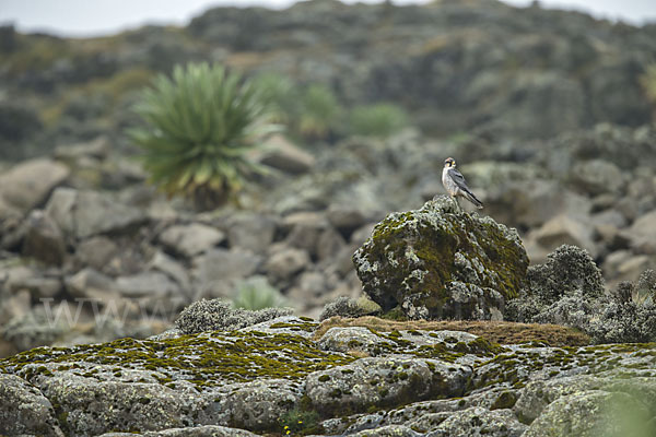 Lannerfalke sspec.2 (Falco biarmicus abyssinicus)