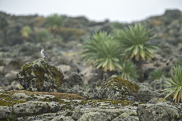 Lannerfalke sspec.2 (Falco biarmicus abyssinicus)