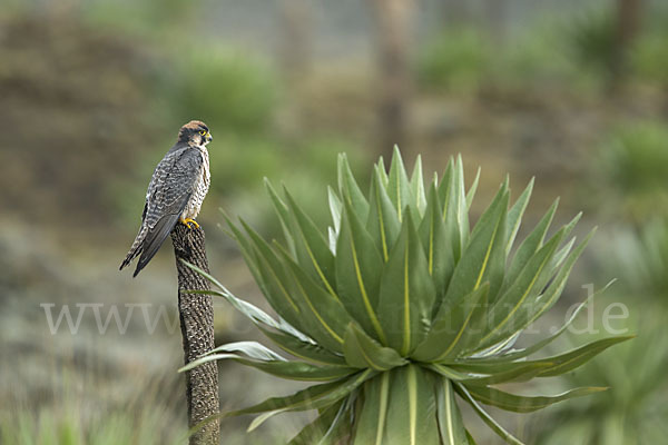 Lannerfalke sspec.2 (Falco biarmicus abyssinicus)