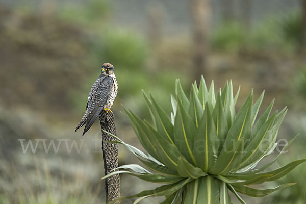 Lannerfalke sspec.2 (Falco biarmicus abyssinicus)