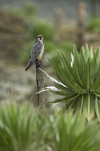 Lannerfalke sspec.2 (Falco biarmicus abyssinicus)