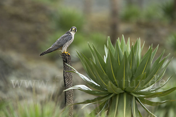 Lannerfalke sspec.2 (Falco biarmicus abyssinicus)