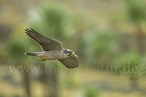 Lannerfalke sspec.2 (Falco biarmicus abyssinicus)