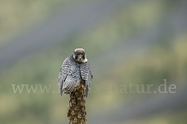 Lannerfalke sspec.2 (Falco biarmicus abyssinicus)