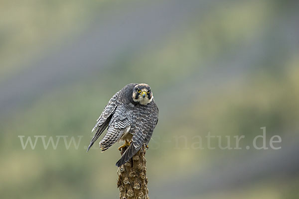 Lannerfalke sspec.2 (Falco biarmicus abyssinicus)