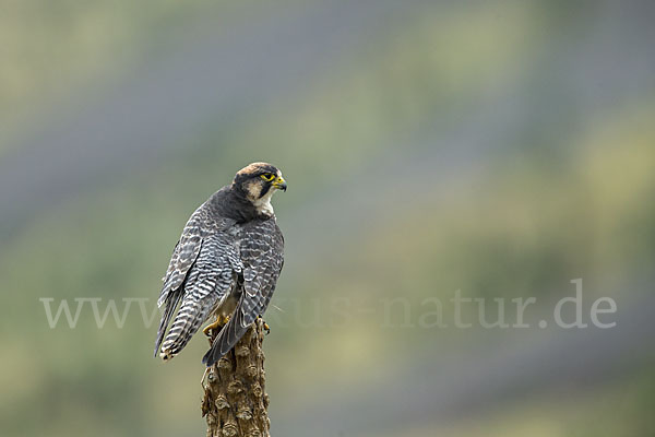 Lannerfalke sspec.2 (Falco biarmicus abyssinicus)