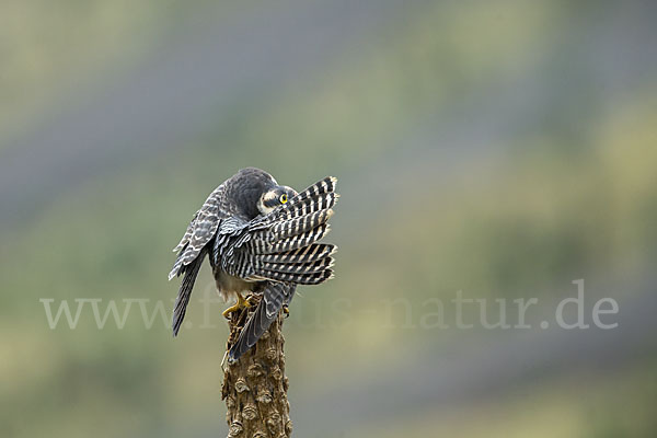 Lannerfalke sspec.2 (Falco biarmicus abyssinicus)