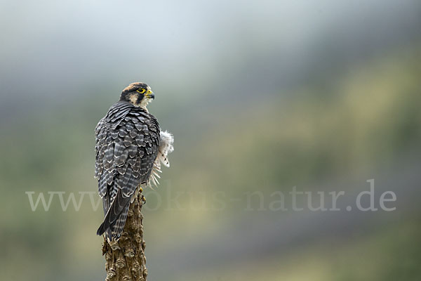 Lannerfalke sspec.2 (Falco biarmicus abyssinicus)