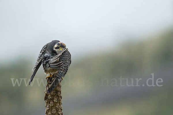 Lannerfalke sspec.2 (Falco biarmicus abyssinicus)