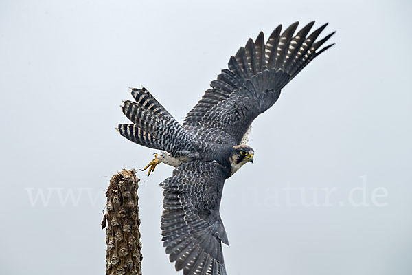 Lannerfalke sspec.2 (Falco biarmicus abyssinicus)