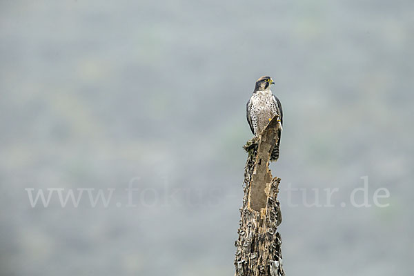 Lannerfalke sspec.2 (Falco biarmicus abyssinicus)