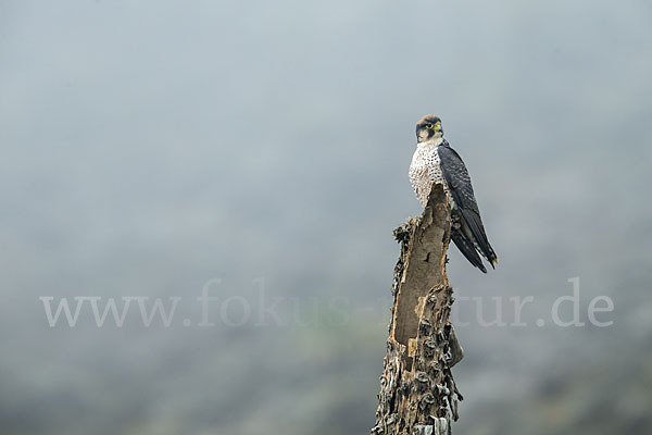 Lannerfalke sspec.2 (Falco biarmicus abyssinicus)