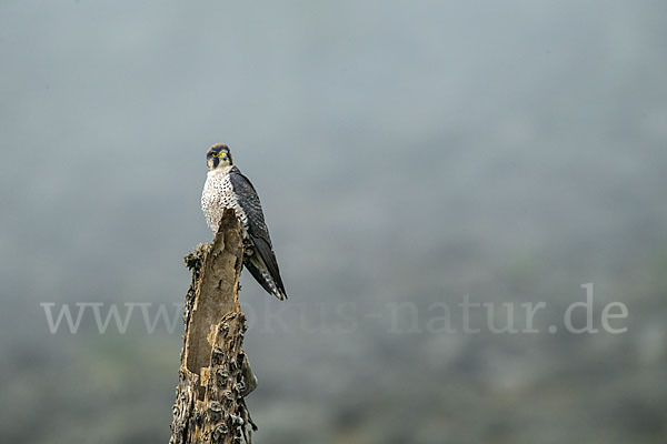 Lannerfalke sspec.2 (Falco biarmicus abyssinicus)