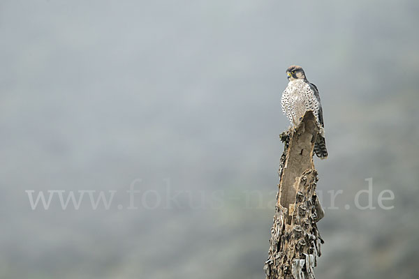 Lannerfalke sspec.2 (Falco biarmicus abyssinicus)