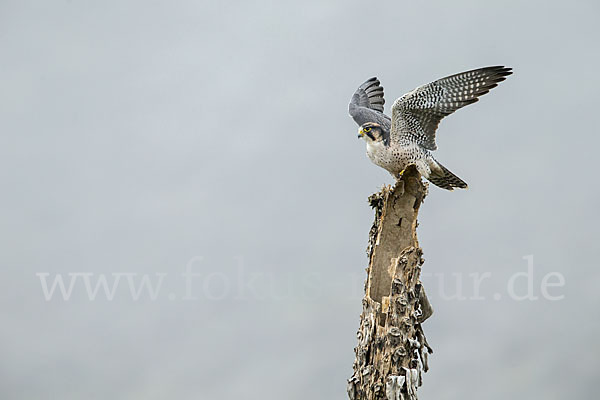 Lannerfalke sspec.2 (Falco biarmicus abyssinicus)