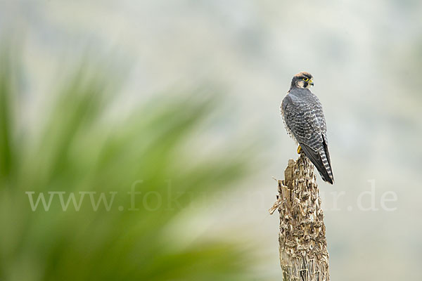 Lannerfalke sspec.2 (Falco biarmicus abyssinicus)