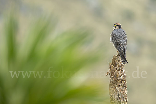 Lannerfalke sspec.2 (Falco biarmicus abyssinicus)