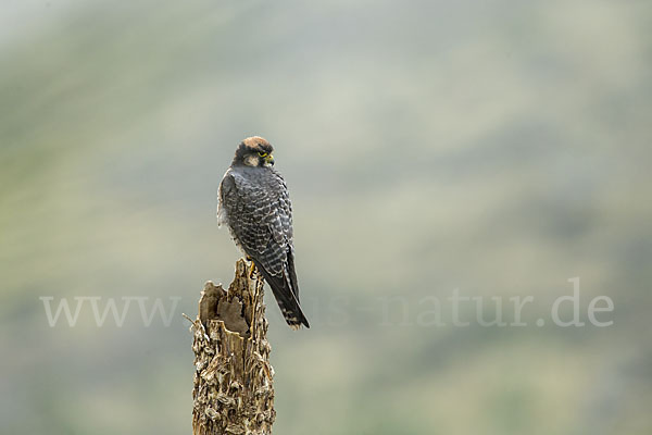 Lannerfalke sspec.2 (Falco biarmicus abyssinicus)