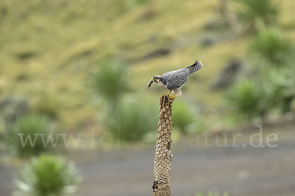 Lannerfalke sspec.2 (Falco biarmicus abyssinicus)