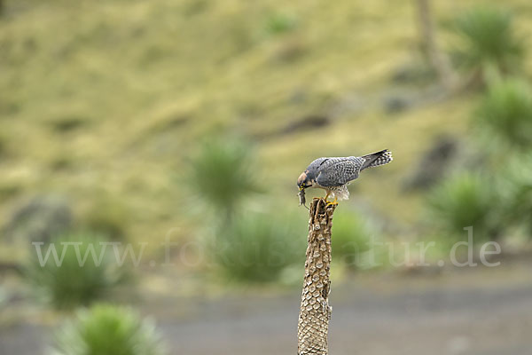 Lannerfalke sspec.2 (Falco biarmicus abyssinicus)