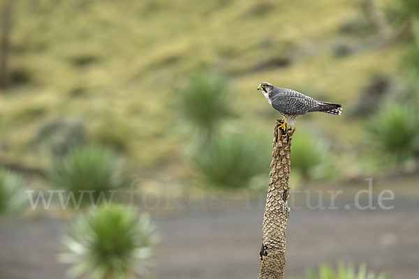 Lannerfalke sspec.2 (Falco biarmicus abyssinicus)