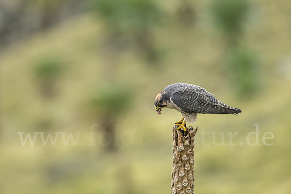 Lannerfalke sspec.2 (Falco biarmicus abyssinicus)