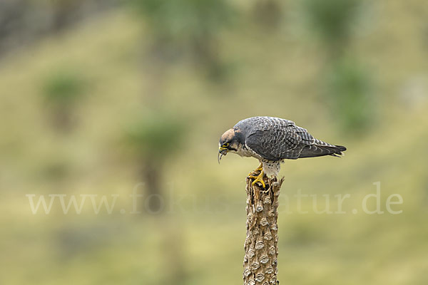 Lannerfalke sspec.2 (Falco biarmicus abyssinicus)