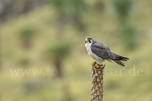 Lannerfalke sspec.2 (Falco biarmicus abyssinicus)