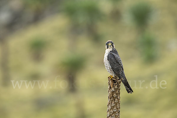 Lannerfalke sspec.2 (Falco biarmicus abyssinicus)