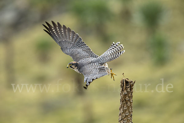 Lannerfalke sspec.2 (Falco biarmicus abyssinicus)