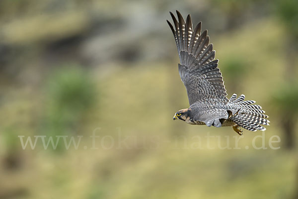 Lannerfalke sspec.2 (Falco biarmicus abyssinicus)