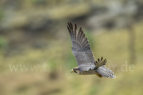 Lannerfalke sspec.2 (Falco biarmicus abyssinicus)