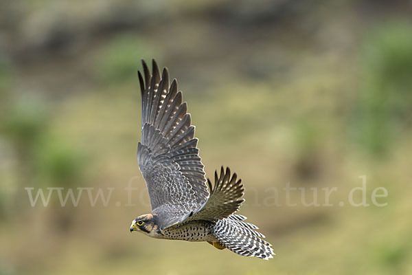 Lannerfalke sspec.2 (Falco biarmicus abyssinicus)