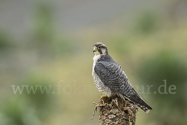 Lannerfalke sspec.2 (Falco biarmicus abyssinicus)