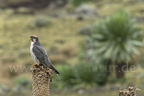 Lannerfalke sspec.2 (Falco biarmicus abyssinicus)