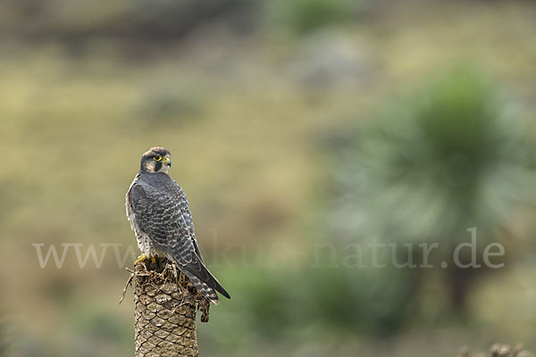 Lannerfalke sspec.2 (Falco biarmicus abyssinicus)