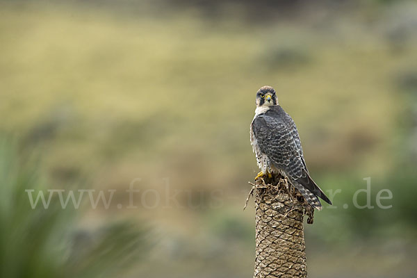 Lannerfalke sspec.2 (Falco biarmicus abyssinicus)