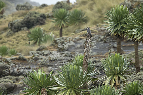 Lannerfalke sspec.2 (Falco biarmicus abyssinicus)