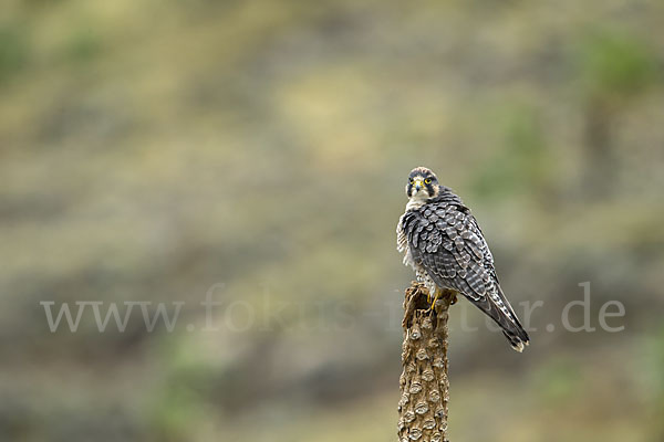 Lannerfalke sspec.2 (Falco biarmicus abyssinicus)