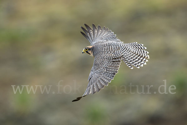 Lannerfalke sspec.2 (Falco biarmicus abyssinicus)