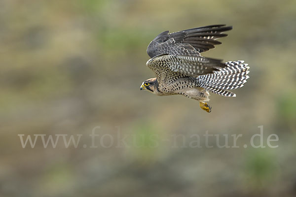 Lannerfalke sspec.2 (Falco biarmicus abyssinicus)