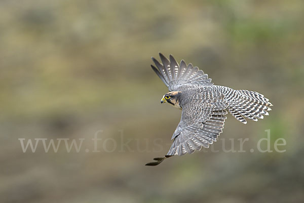 Lannerfalke sspec.2 (Falco biarmicus abyssinicus)